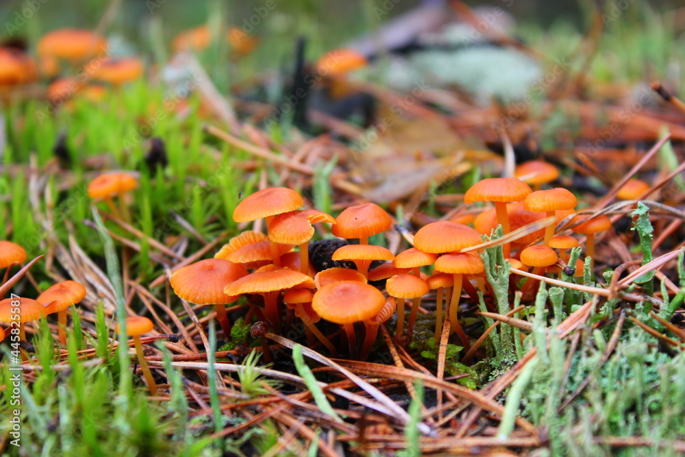 small mushrooms on the stump small mushrooms on the stump