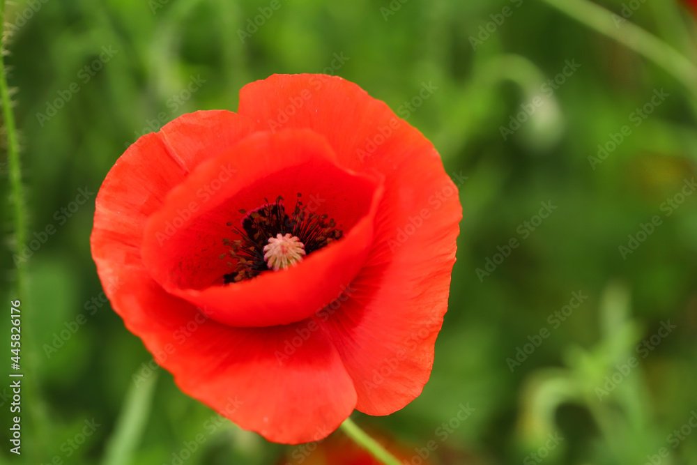 Beautiful poppy flower outdoors, closeup Beautiful poppy flower outdoors, closeup