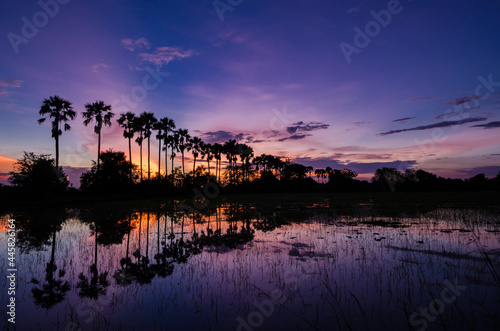 The silhouette of the toddy palms or sugar palm in the field with the colorful sky.