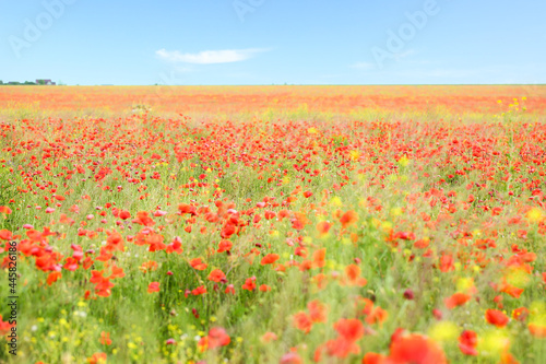 View of beautiful poppy field © Pixel-Shot
