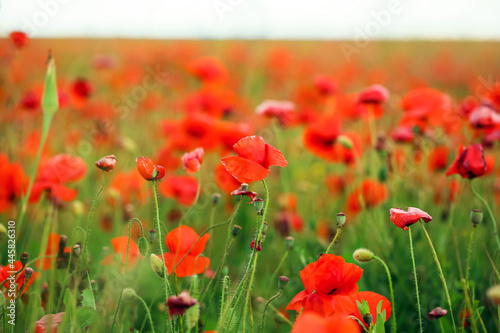 Fototapeta Naklejka Na Ścianę i Meble -  Beautiful poppy flowers in field