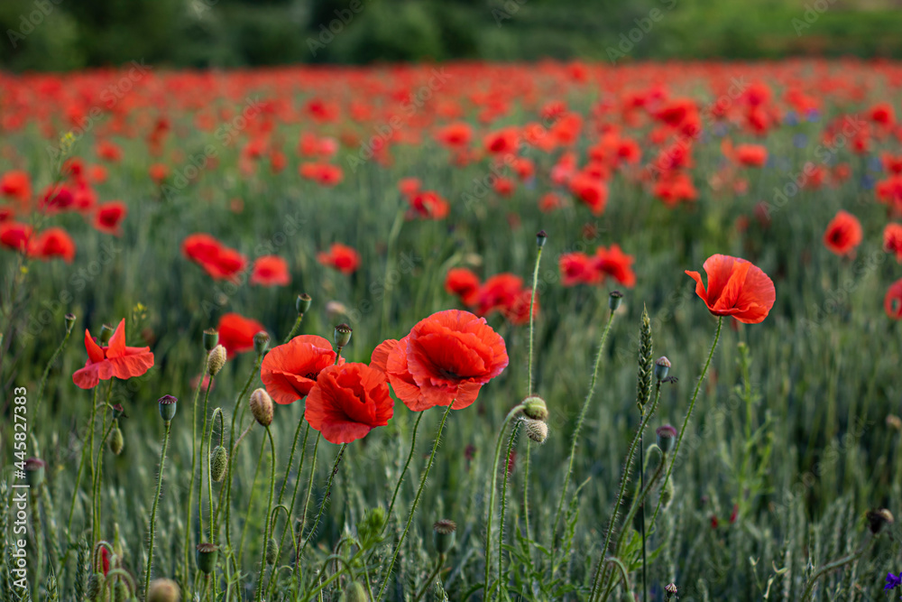 Fototapeta premium Beautiful poppy field in summer