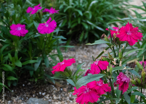 Wallpaper Mural ピンク色の花 Torontodigital.ca