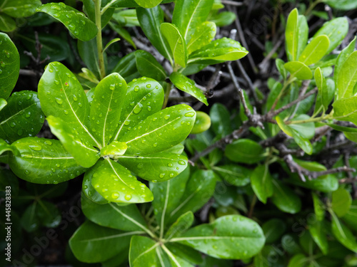 Wallpaper Mural 雨に濡れた葉 Torontodigital.ca