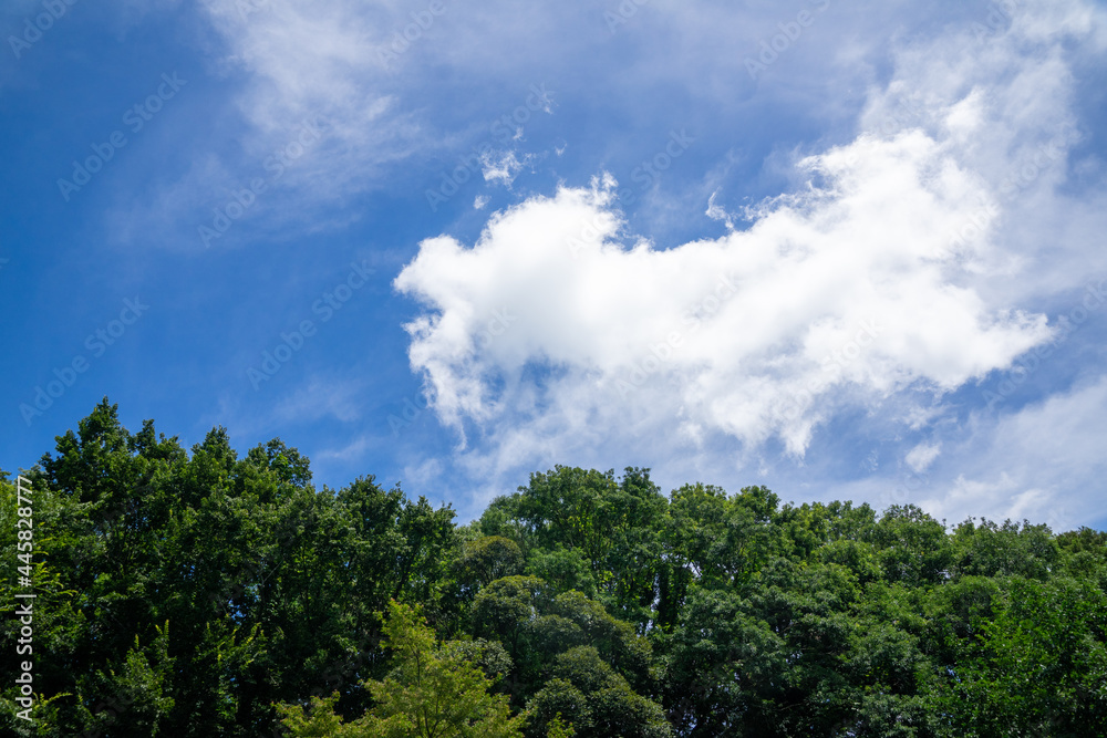 公園の新緑と青空