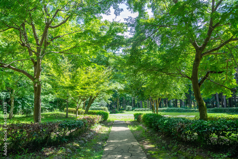 公園の新緑と青空