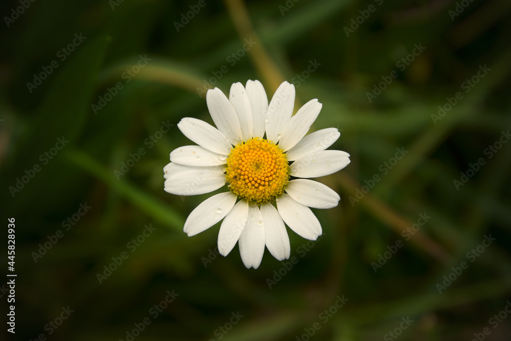 Obraz premium White daisy flower on a background of dark green grass.
