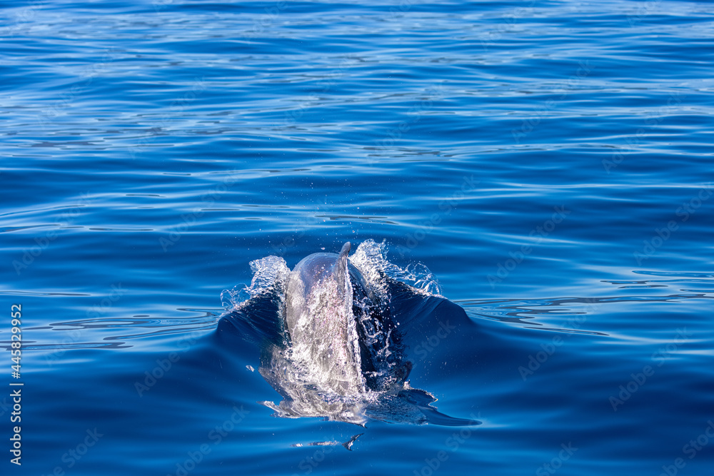 Obraz premium Common bottlenose dolphin surfacing on the Adriatic Sea in Croatia
