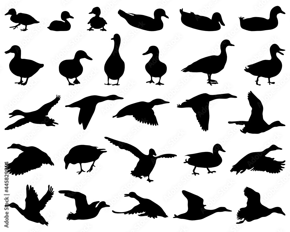 Fototapeta premium SVG Black silhouettes ducks on a white background