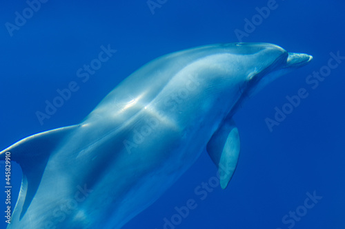 Common bottlenose dolphin surfacing on the Adriatic Sea in Croatia