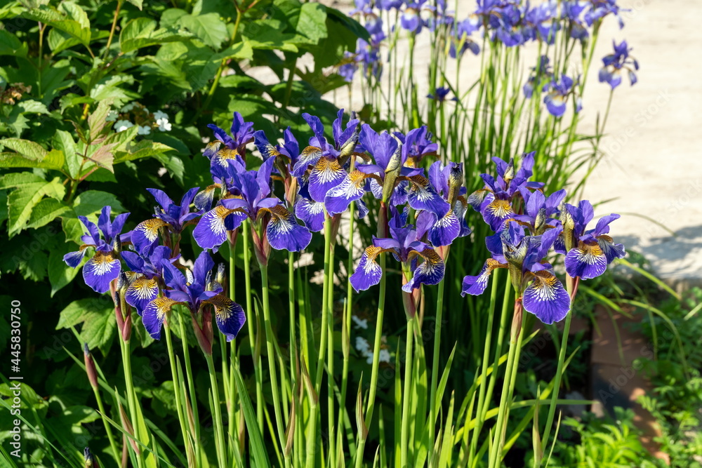 Blooming iris bushes in an ornamental garden near viburnum on a sunny summer day. Blooming iris bushes in an ornamental garden near viburnum on a sunny summer day.