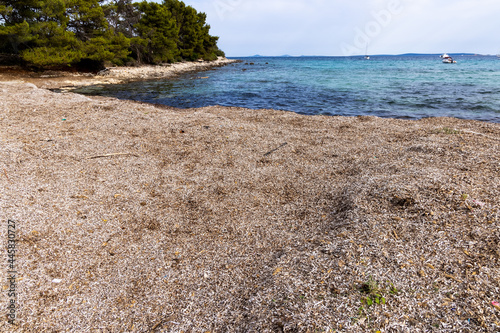 Fototapeta Naklejka Na Ścianę i Meble -  Dry sea grass Posidonia oceanica on the Parzine beach  on Ilovik island, Croatia
