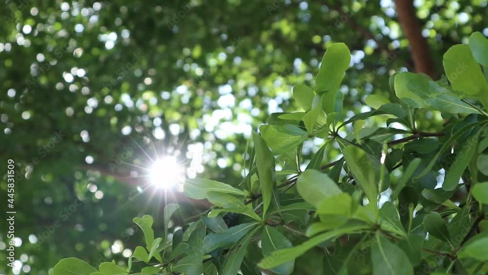 cinematic for prelude or opening theme sun rays with branch in the forest cinematic for prelude or opening theme sun rays with branch in the forest