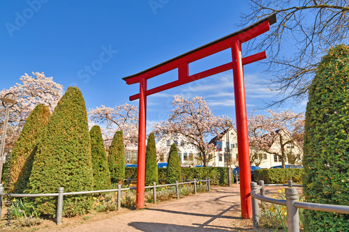 Hofheim  Germany - March 2021  Traditional Japanese  Torii  gate and blooming Japanese cherry trees in old historic city center of Hofheim