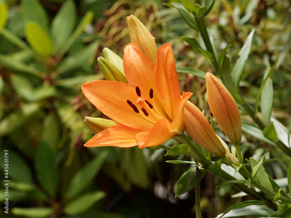 (Lilium) Lys ou lis de jardin à grandes fleurs solitaires orangées et bulbilles dressées au sommet de tiges ramifiées (Lilium) Lys ou lis de jardin à grandes fleurs solitaires orangées et bulbilles dressées au sommet de tiges ramifiées
