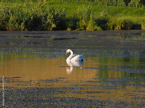 Wild swan. Abandoned old pond. Summer evening, sunset. Russia, Ural, Perm Territory.