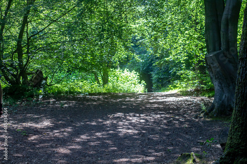 A small clearing where dappled sunlight hits the forest floor photo