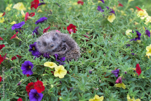A small hedgehog in a flower garden in the front yard, which is curled into a ball