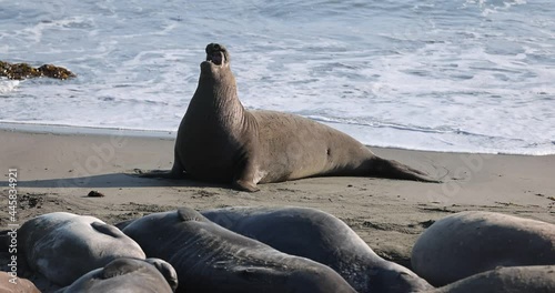 Northern Elephant Seal in San Simeon, CA vocalizing.