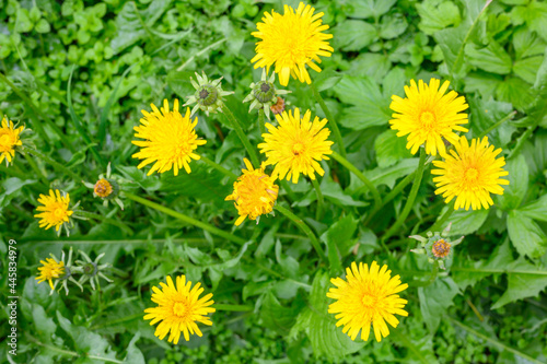 Glade of fresh meadow dandelions on a sunny spring day. Flowering dandelions. Excellent background for the expression of spring mood. Dandelion plant with a fluffy bud.