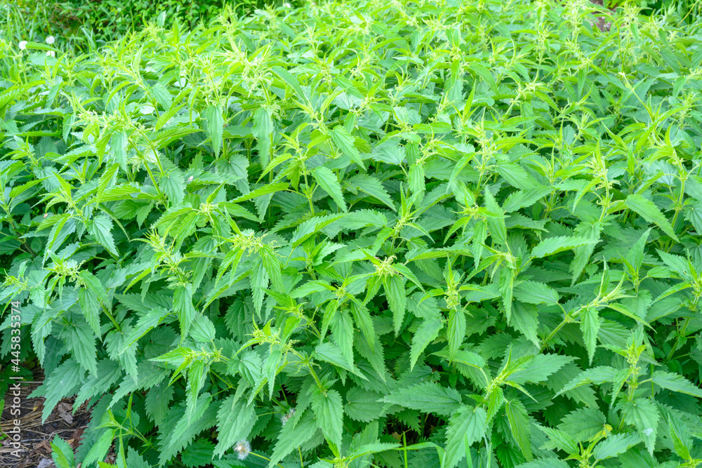 Thickets of nettles. Bush of Nettle leaves. Fresh