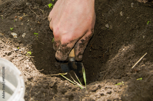 a man plants a plant, a man digs a hole for planting a sprout