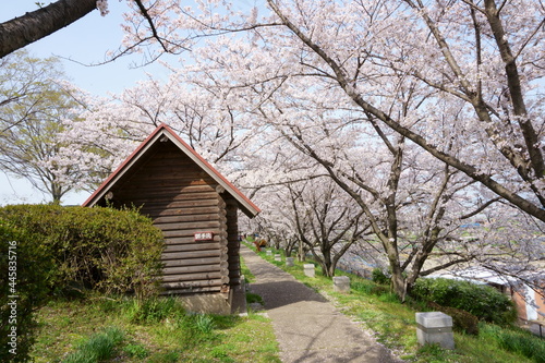 this is public toilet in middle of sakura garden © Angga