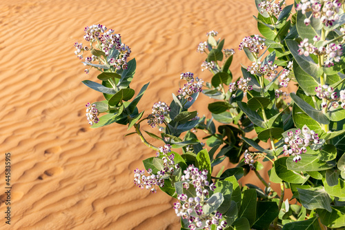 Apple of Sodom (Calotropis procera) plant with purple flowers blooming and desert sand dunes texture in the background, United Arab Emirates. photo