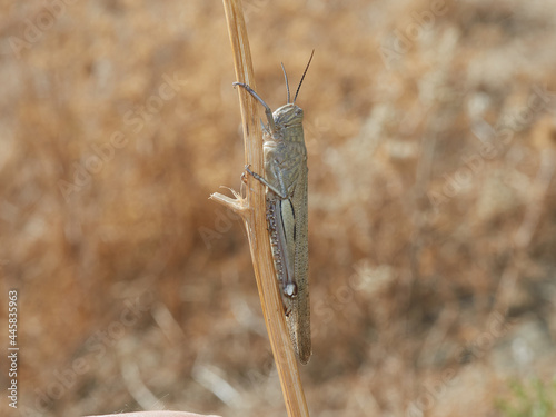 Large grasshopper in a natural environment. Anacridium aegyptium photo