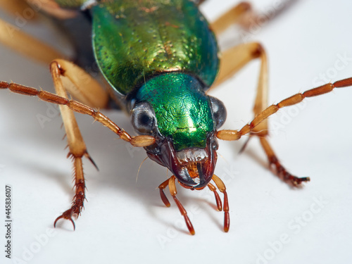 Vivid metallic ground beetle. Genus Chlaenius. 