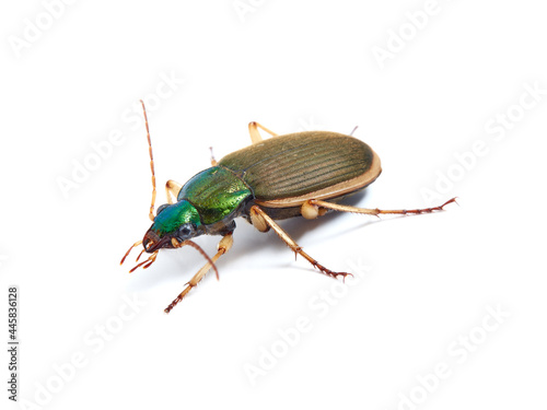 Vivid metallic ground beetle. Genus Chlaenius.  © Macronatura.es