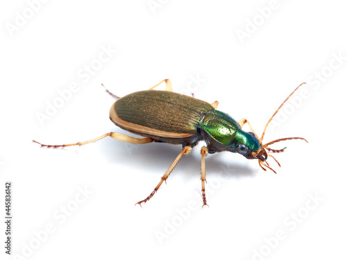 Vivid metallic ground beetle. Genus Chlaenius.  © Macronatura.es