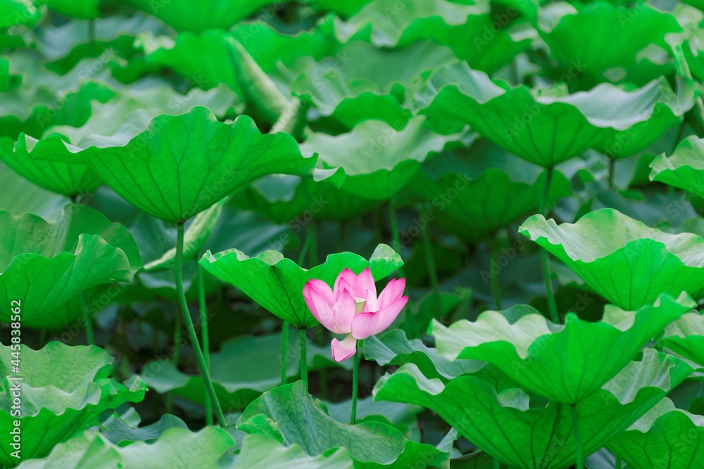 Close-up view of a lovely pink water lily flower with a yellow stamen and delicate petals blooming among green lush leaves in a lotus pond ( blurred background effect )
