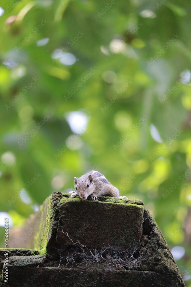 Fototapeta premium squirrel on a tree
