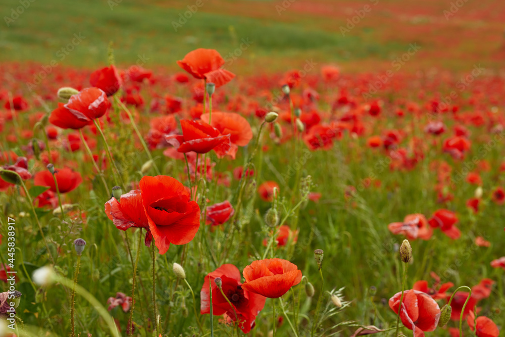 Poppies. Summer flower field at the end of the day. Poppies. Summer flower field at the end of the day.