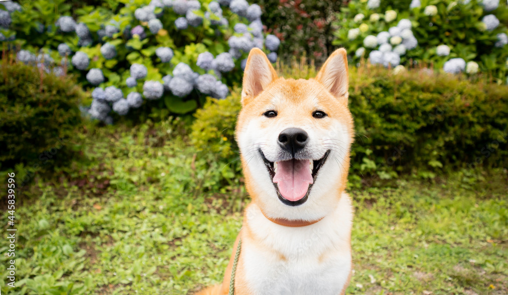 Japanese Cute Shiba inu dog smiling with tongue sitting outdoor at park.