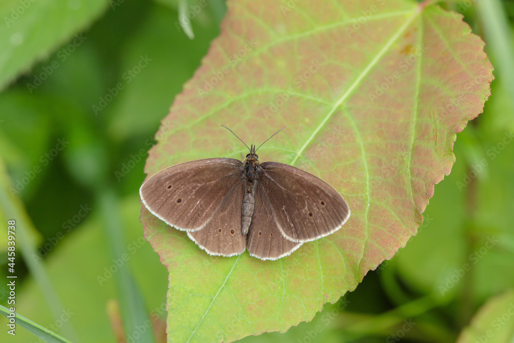 Ringlet (Aphantopus hyperantus) has it's wings open and warms up itself. Ringlet (Aphantopus hyperantus) has it's wings open and warms up itself.