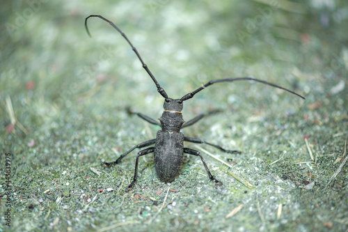 black barbel beetle close up © Юлия Васильева