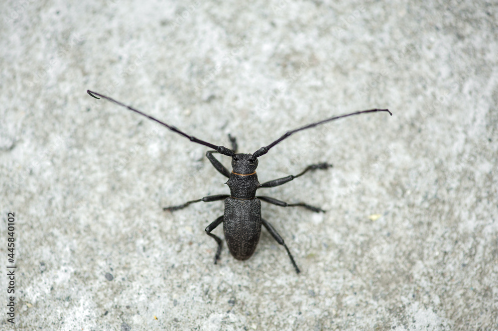 Fototapeta premium black barbel beetle on concrete