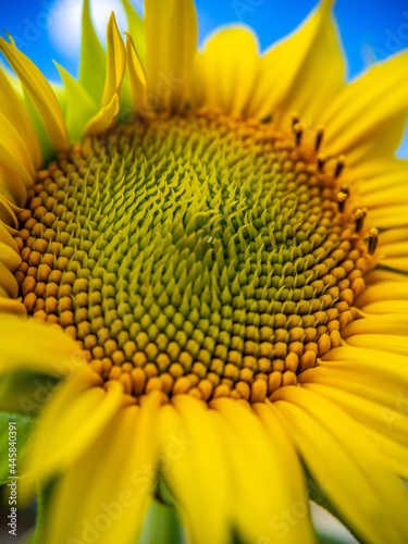 Foto girasol de cerca