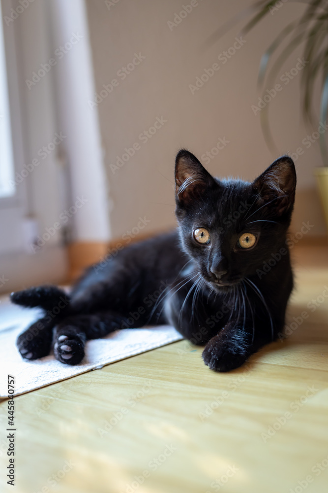 a detail shot of a black baby cat. a little kitty with yellow eyes lies on the floor and looks into the camera. a detail shot of a black baby cat. a little kitty with yellow eyes lies on the floor and looks into the camera.