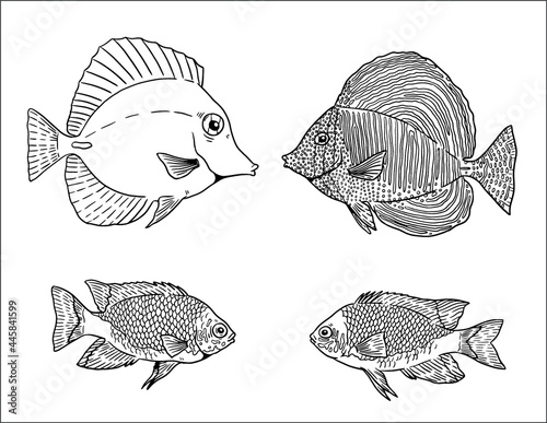 Tropical marine fishes in the aquarium and in nature. Colorful sea fish vector templates. Coloring book for children and adults.	