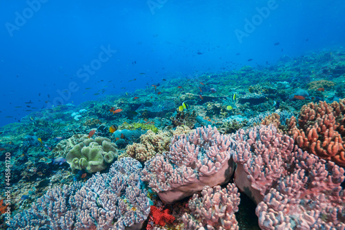 Reef fully covered with various corals (Nusa Lembongan, Bali, Indonesia)