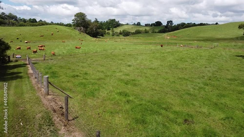 landscape with cows