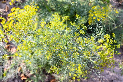 top view of flowering dill plant in home garden