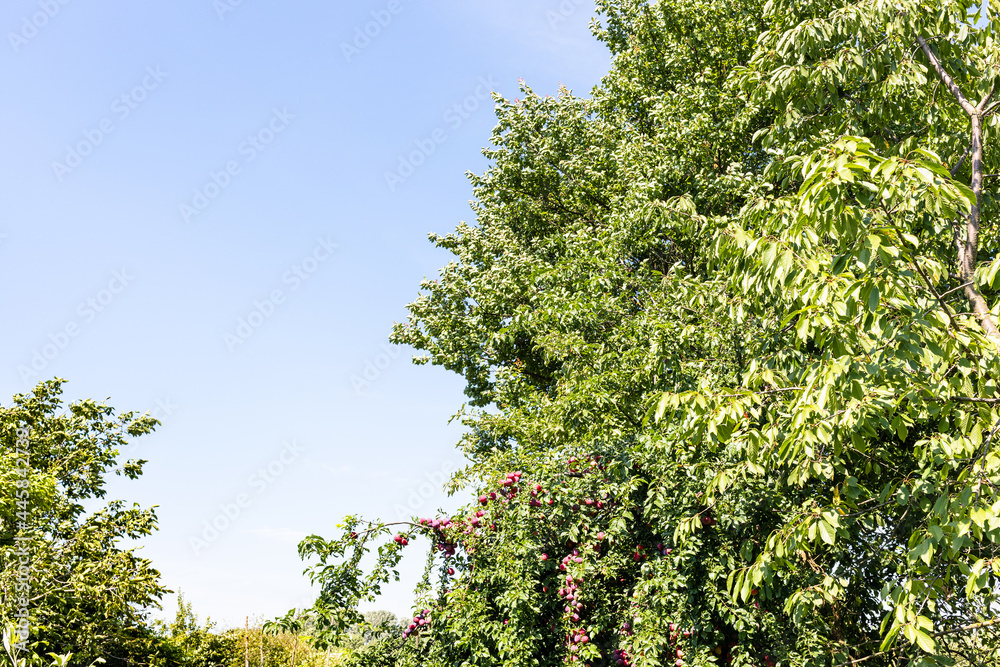 plum tree with ripe fruits at garden in summer