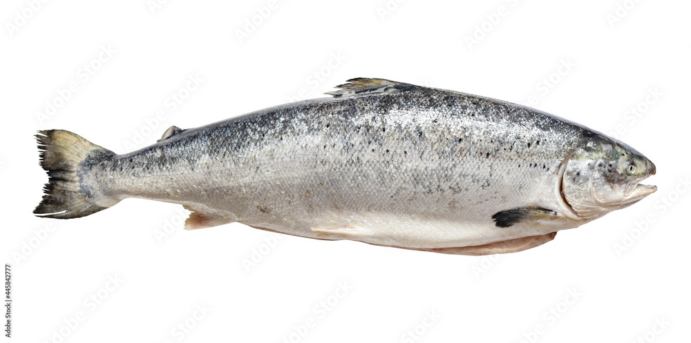 gutted raw salmon from Faroe islands isolated gutted raw salmon from Faroe islands isolated