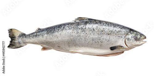 gutted raw salmon from Faroe islands isolated