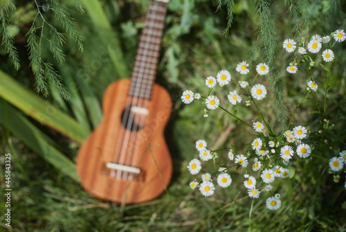 Ukulele in wild flowers, summer photo of a ukulele