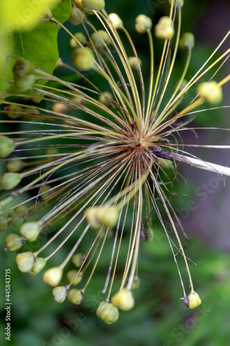 Zierlauch verwelkt, ( Allium giganteum). Juli 2021.